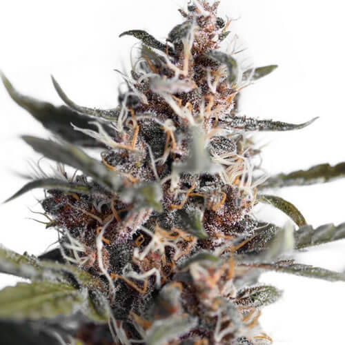 Auto Blackberry Kush Seeds