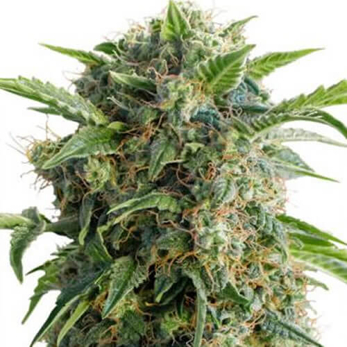 Auto Daiquiri Lime Seeds