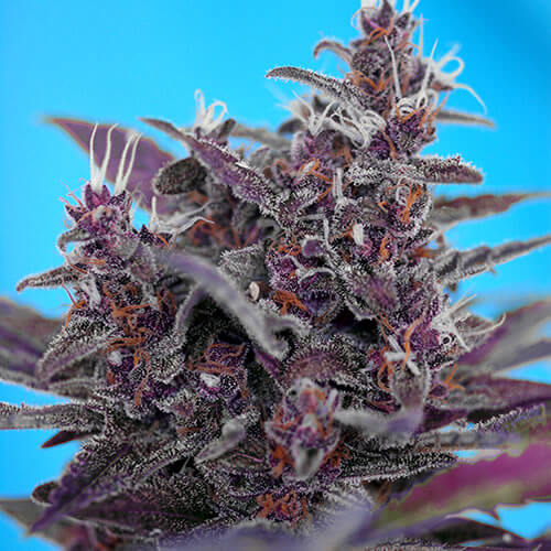Black Cream Auto Seeds