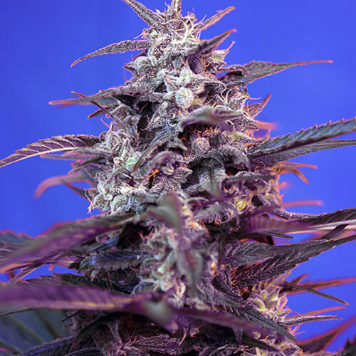 Bloody Skunk Auto Seeds