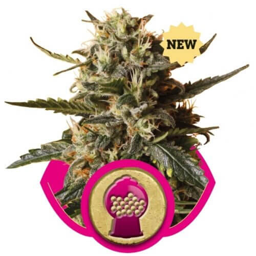 Bubblegum XL Seeds