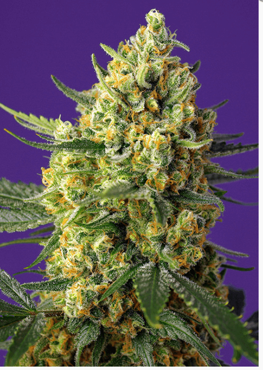 Crystal Candy XL Auto Seeds