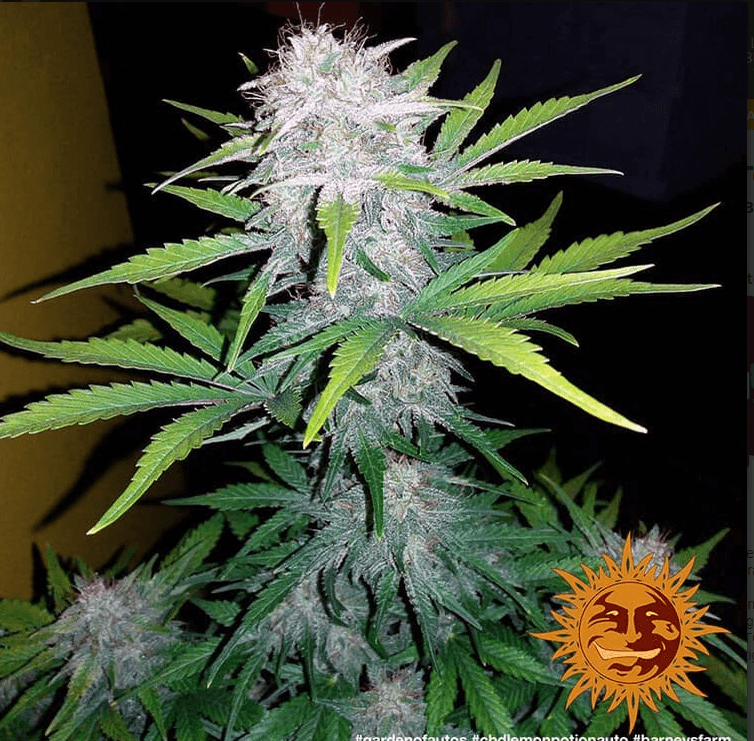 CBD Lemon Potion Auto Seeds - Image 2