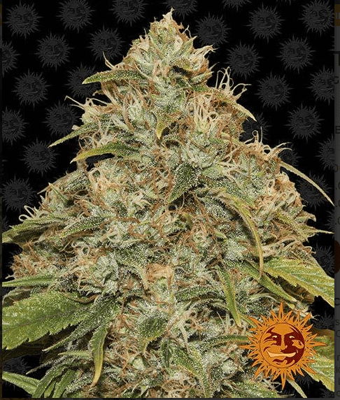 CBD Lemon Potion Auto Seeds