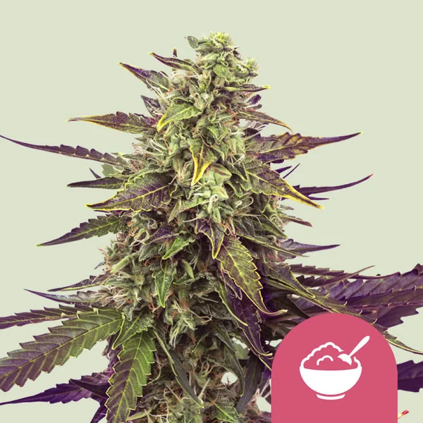 Cherry Pie