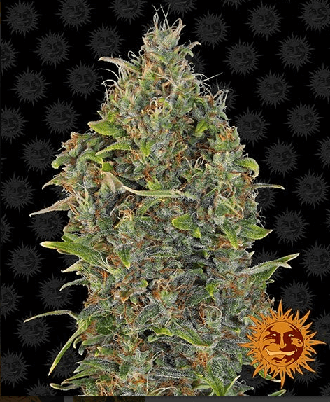 Critical Kush Auto Seeds