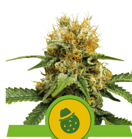 Dosidos Automatic Seeds