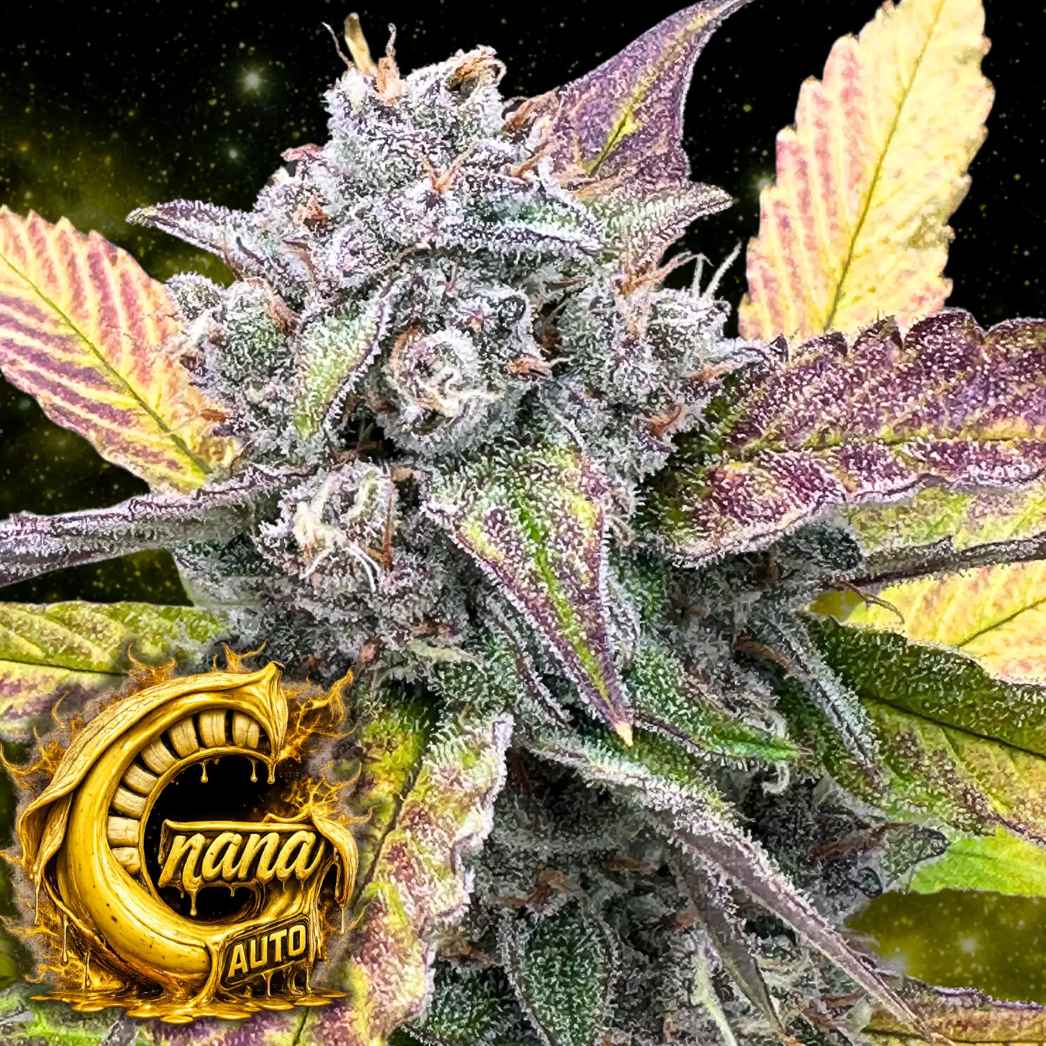 G-Nana Auto