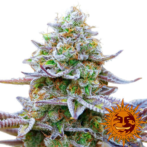 Gorilla Zkittlez Seeds