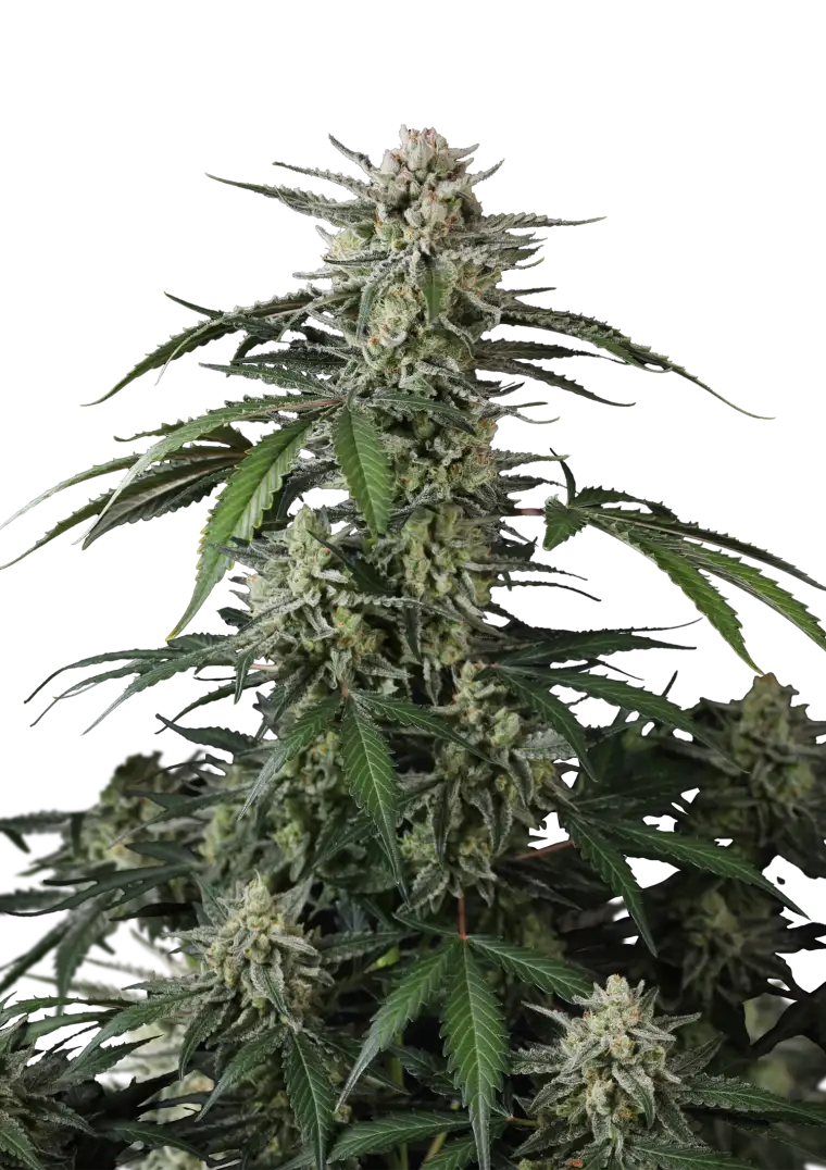 Banana Guava Auto?