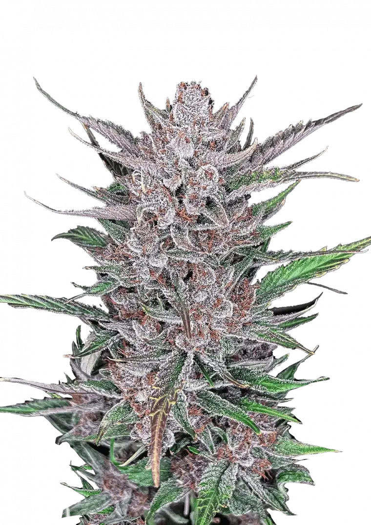 Gorilla Punch Auto