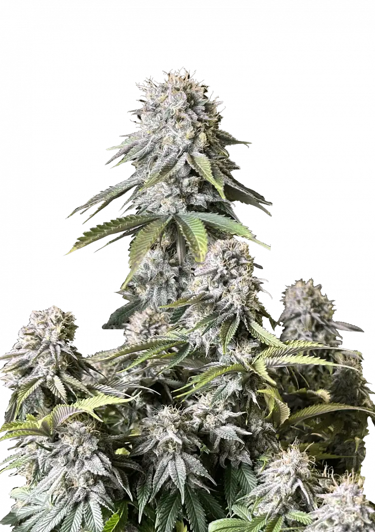 Orange Sherbet FF
