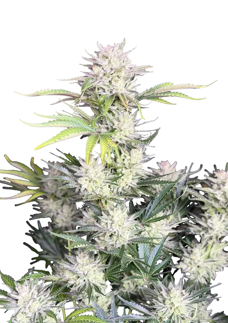 AK Auto