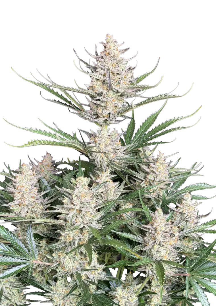 Big Bud Auto