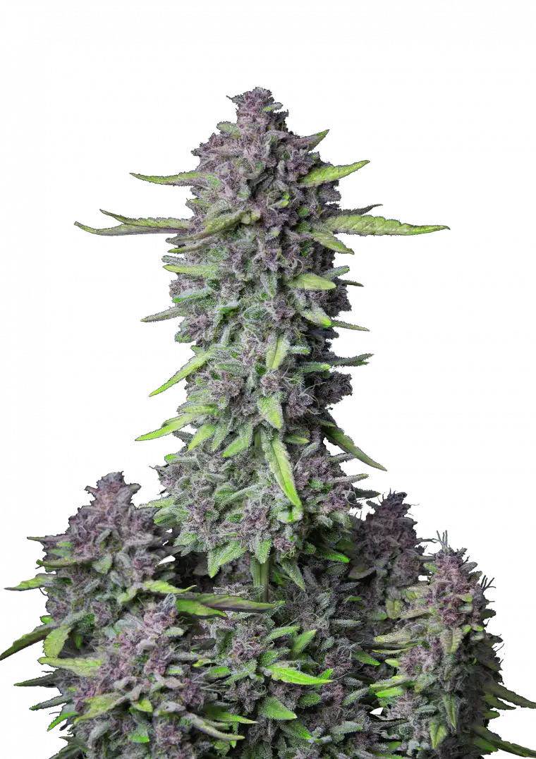 Purple Punch Auto