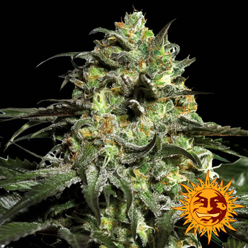Peyote Cookies Seeds