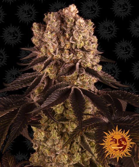 Purple Punch Seeds