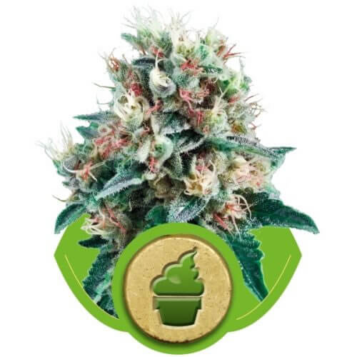 Royal Creamatic Seeds