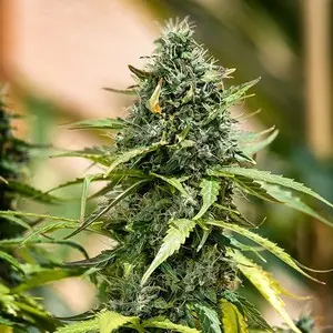 Royal Gorilla Autom