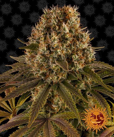 Glookies Seeds - Image 2