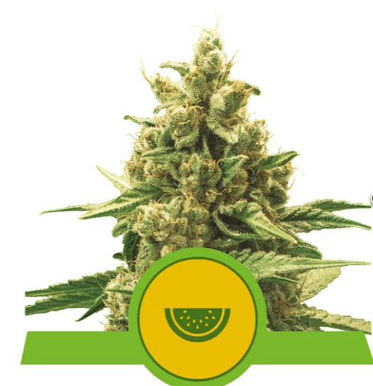Watermelon Automatic Seeds