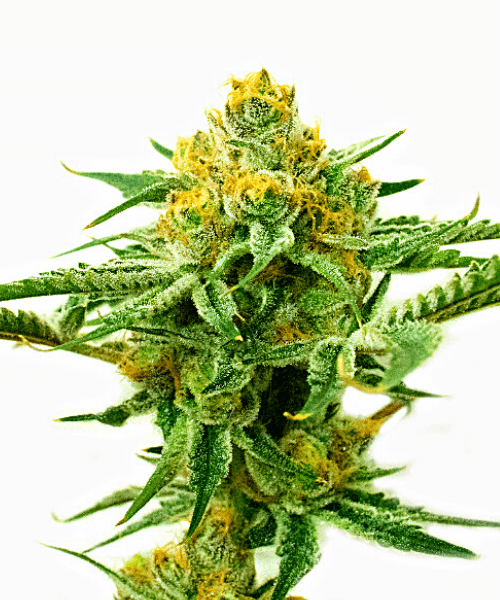 5 Alive Seeds