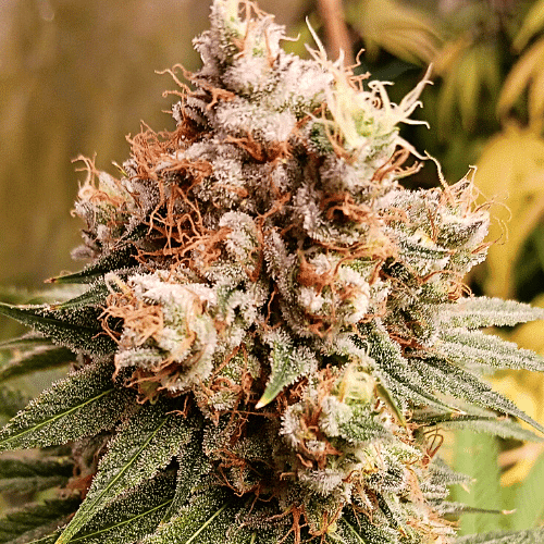 Acid Diesel
