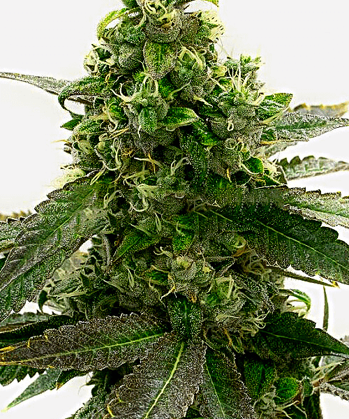 Badazz Cheese Seeds