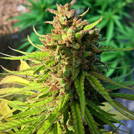 Banana Punch Seeds