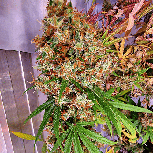 Black Cherry Soda