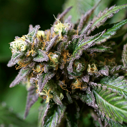 Blueberry x GG4