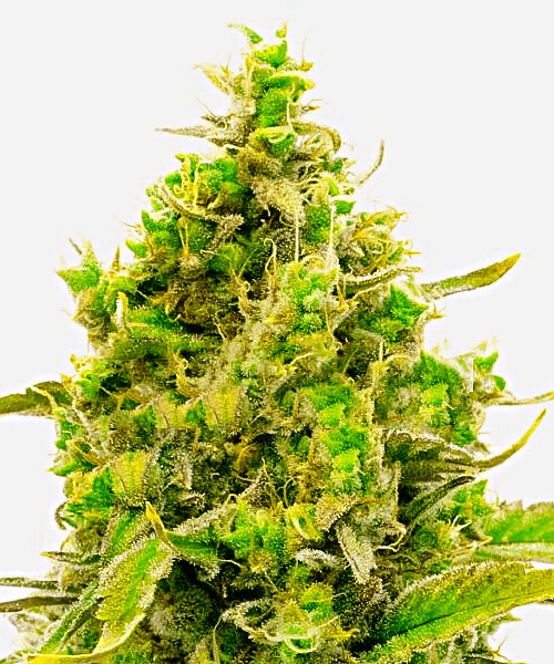 Auto CBD Cheese Seeds