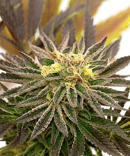 Candyland Peyote Seeds