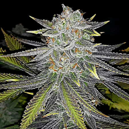 Colombian Gold Auto Seeds