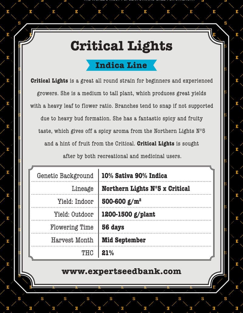 Critical Lights Seeds - Image 3