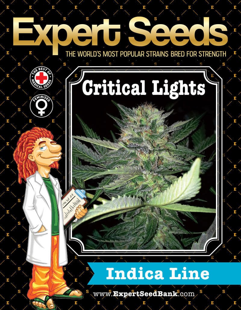 Critical Lights Seeds - Image 2