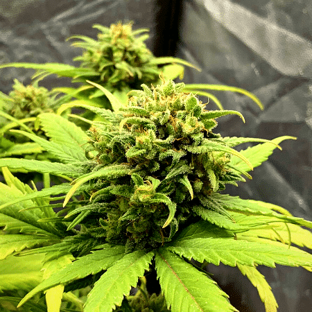 Crystal Candy Auto Seeds
