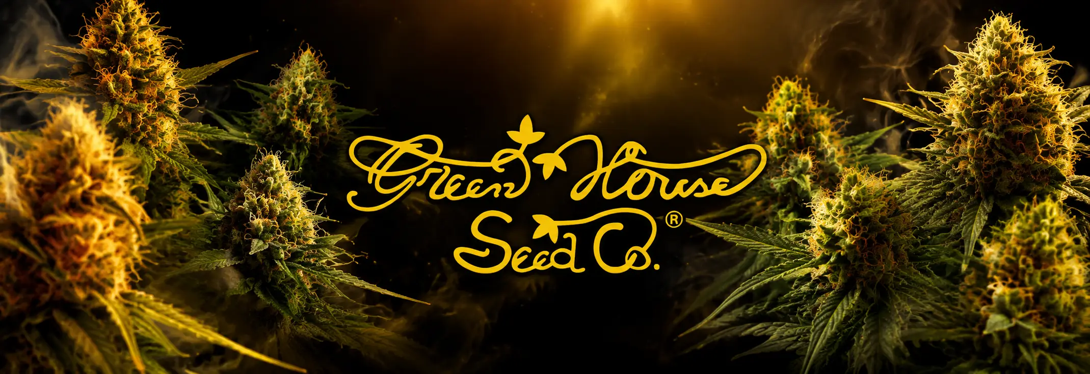 Greenhouse Cannabis Seeds