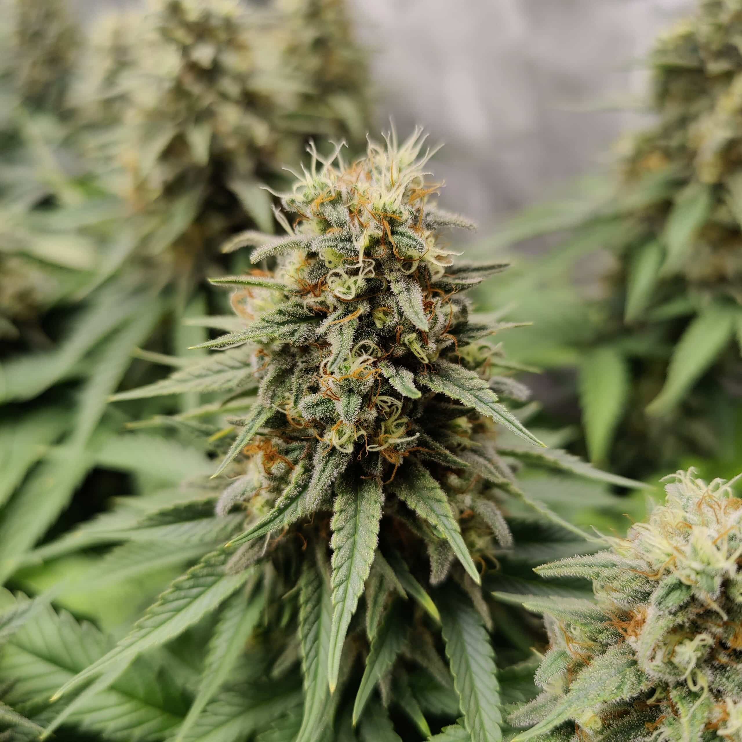 Jack Herer Seeds