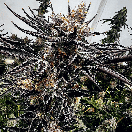 Jokerz Seeds