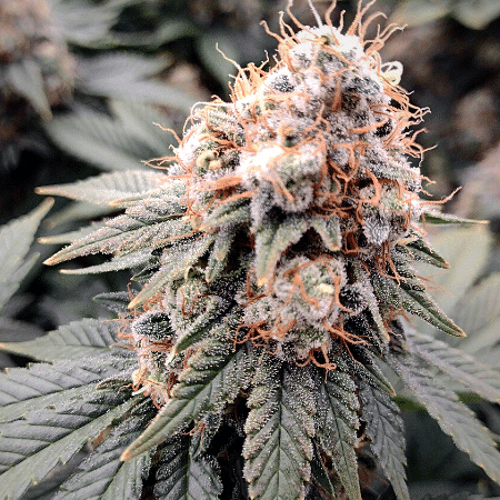 Lemon OG Seeds