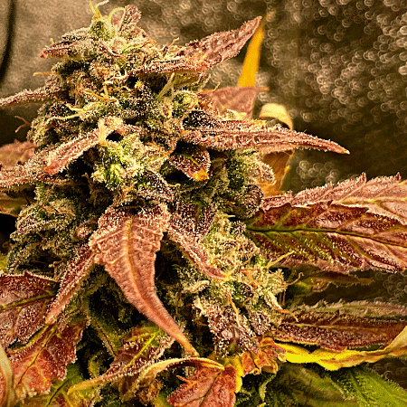 Lemon Skunk Seeds