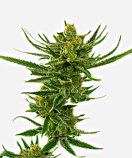 Lowryder Auto Seeds