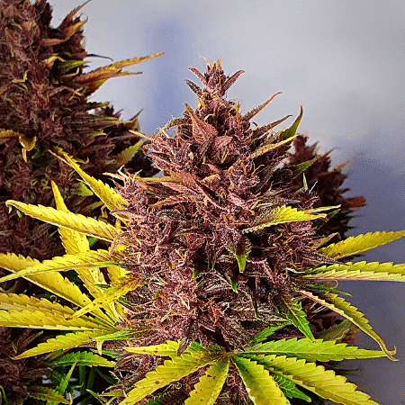 Mango Kush Seeds