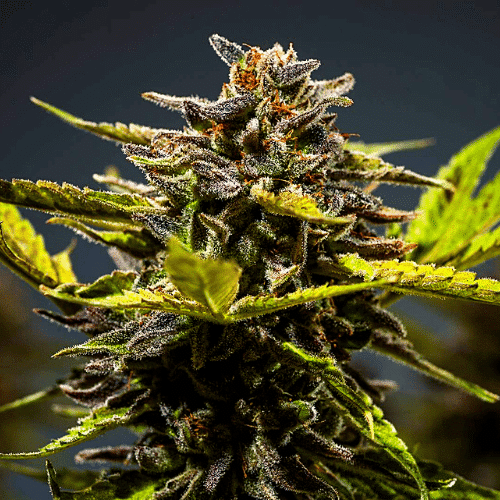 Moonshine Cookies