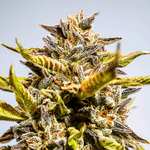 Motor Breath