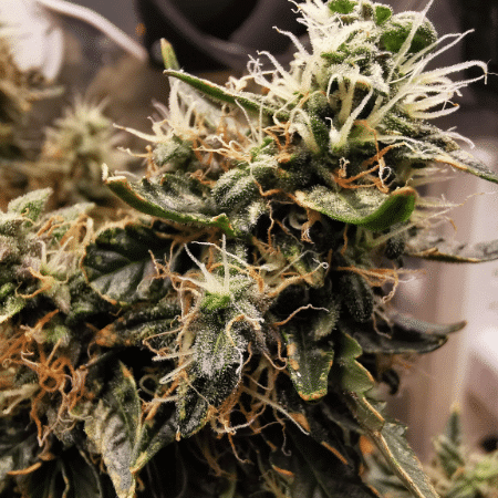 Northern Lights #5 x Amnesia Haze Seeds