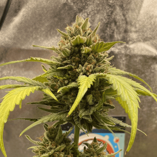 Orange sherbet