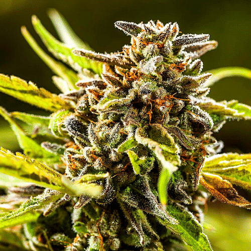 Pink GG4