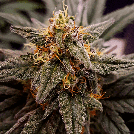 Pink Runtz Seeds